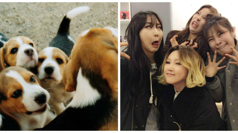 The Beagliest Female K-Pop Idols Of Them All The Beagliest Female K-Pop Idols Of Them All