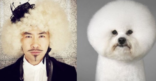 Who Looks Better: “Elevator Man” Noh Hong Chul vs. Poodle Edition