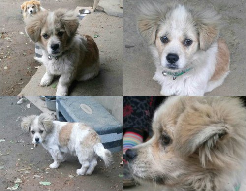 Netizen Relays Shocking News About 'Three Meals a Day' Puppies Minki and Sapphire