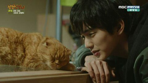 K-Drama Moments That'll Resonate With Your Soul If You Have Pets