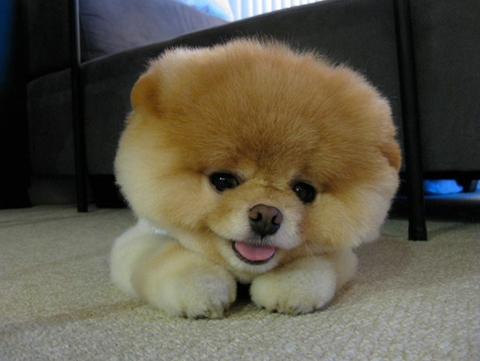 Celebrities and Their Doggy Doppelgangers
